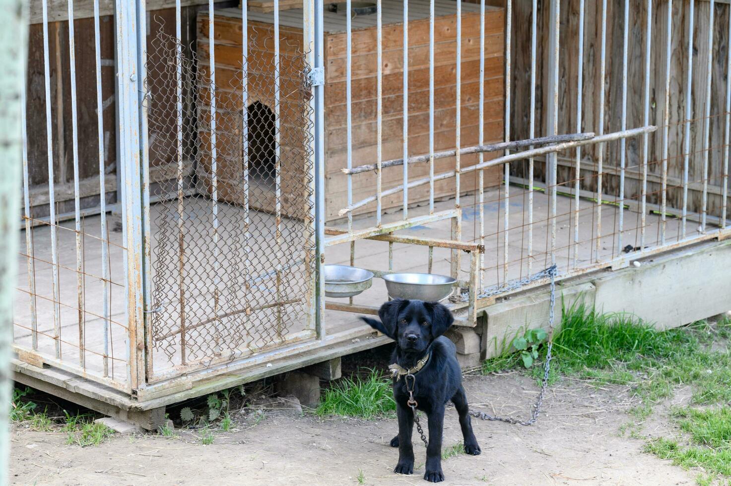 A small black dog on a chain stands near the enclosure photo