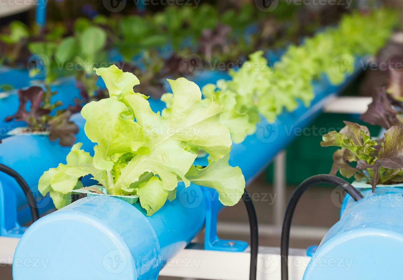 Organic hydroponic vegetable  in greenhouse photo