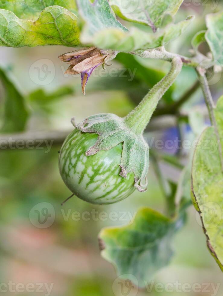 Green Cockroach berry on tree photo