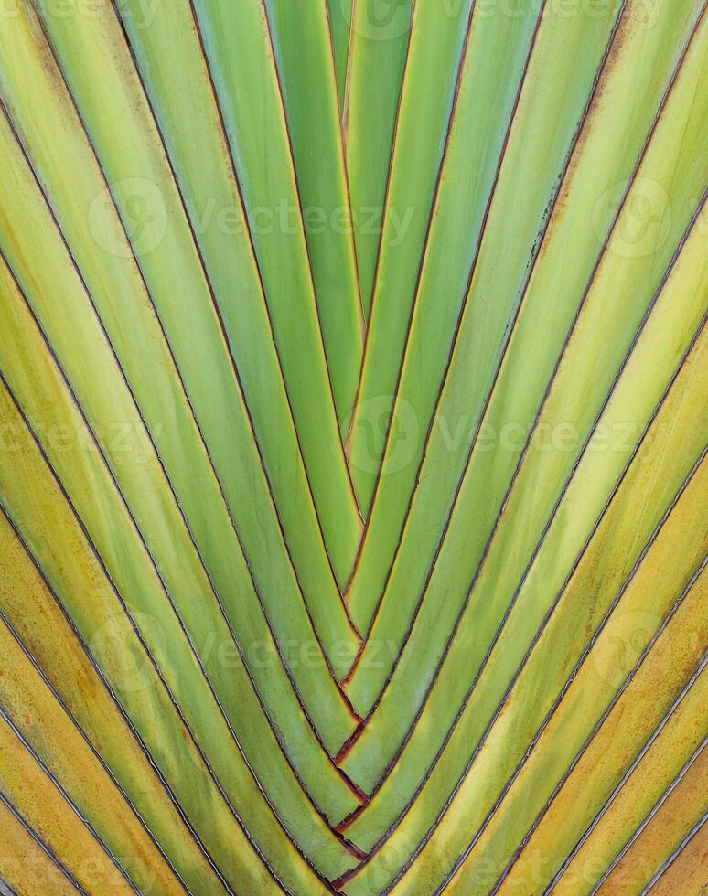 Ravenala madagascariensis  palm photo