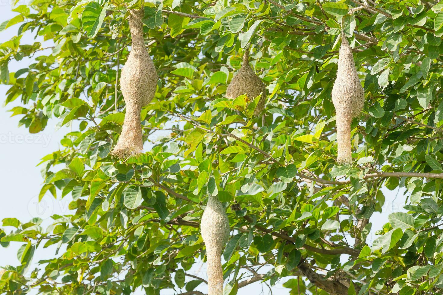 Baya weaver bird nest photo