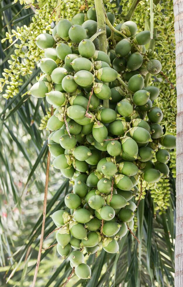 Are-ca Nut Palm On Tree photo