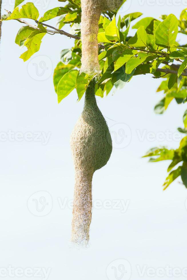 Baya weaver bird nest photo