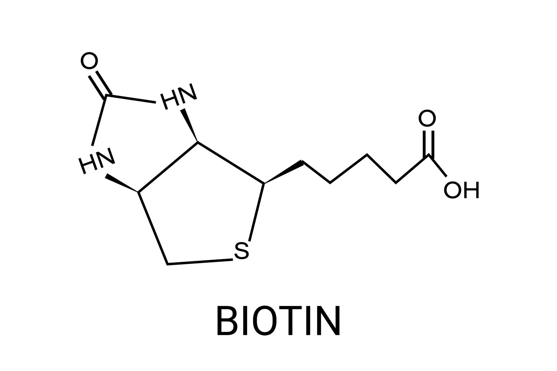 biotina o vitamina b7 molécula. vector esquelético fórmula. 25360991
