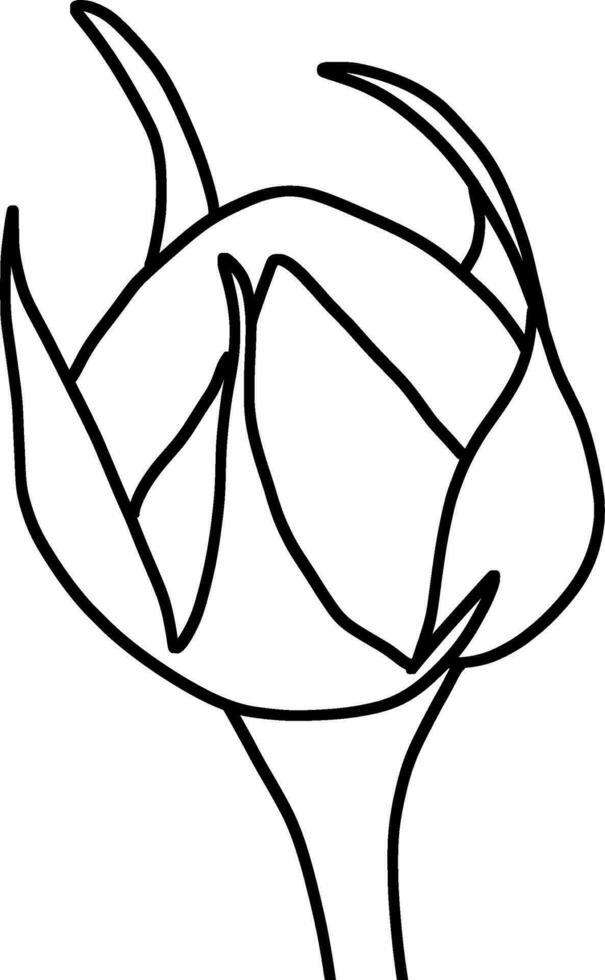 Sketch of Flower Bud vector