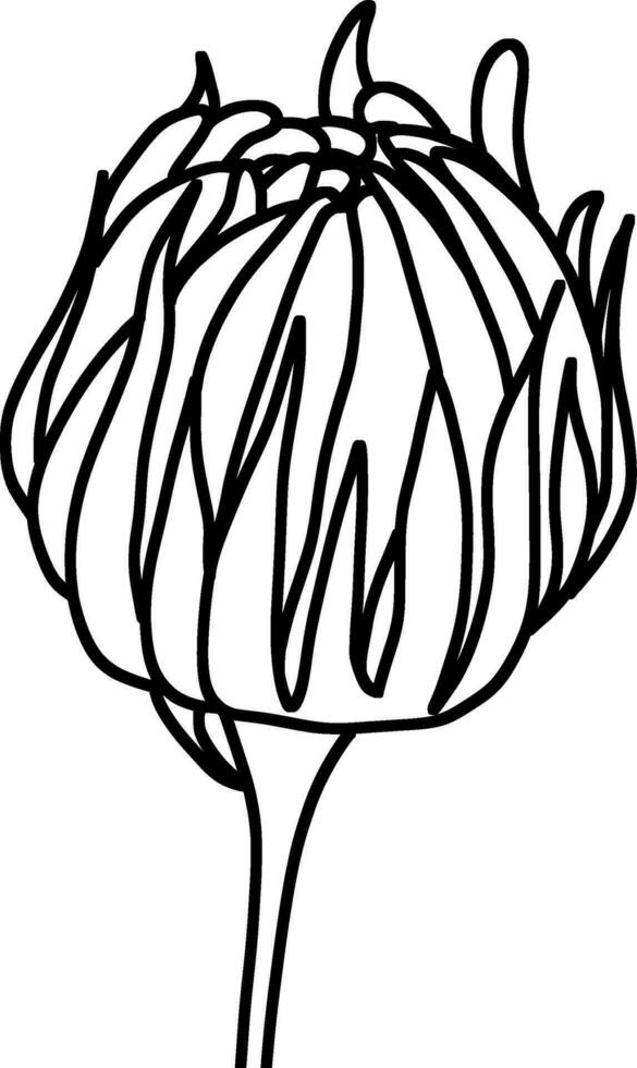 Sketch of Flower Bud vector