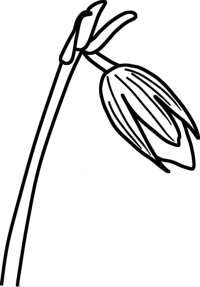 Sketch of Flower Bud vector