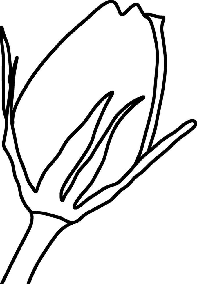 Sketch of Flower Bud vector