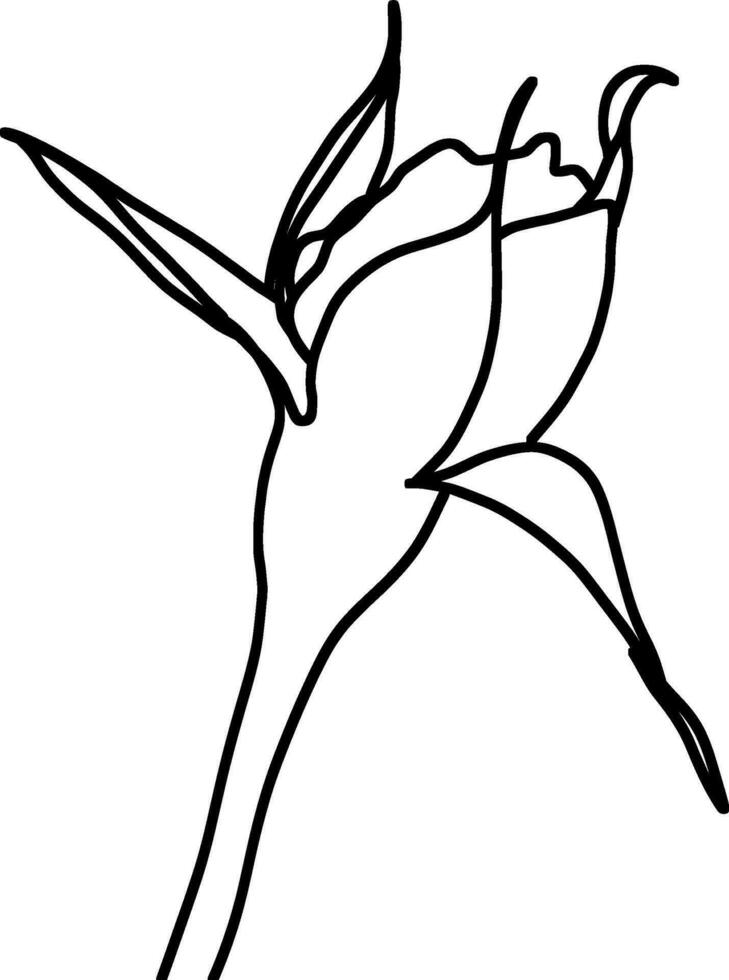 Sketch of Flower Bud vector