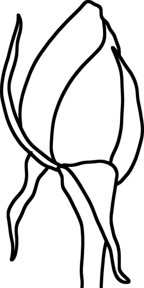 Sketch of Flower Bud vector