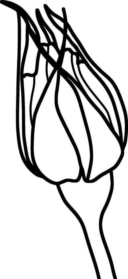 Sketch of Flower Bud vector