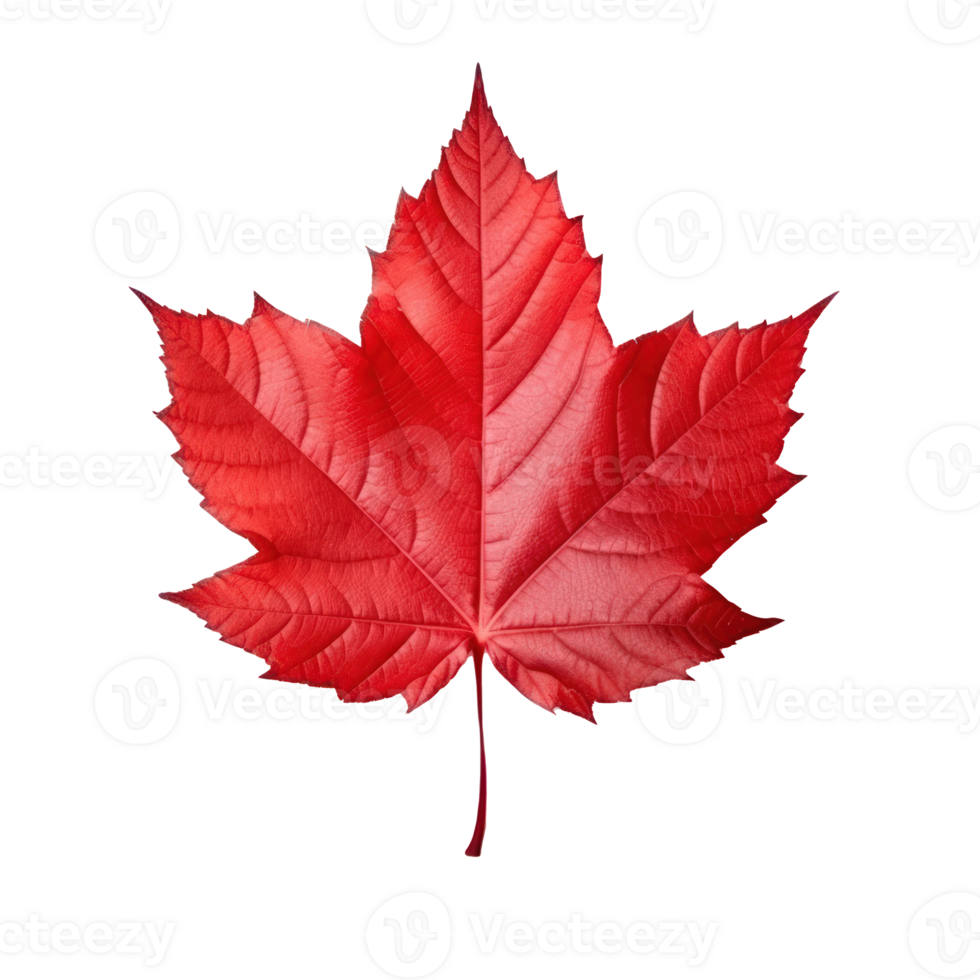 otoño hoja aislado. ilustración ai generativo png