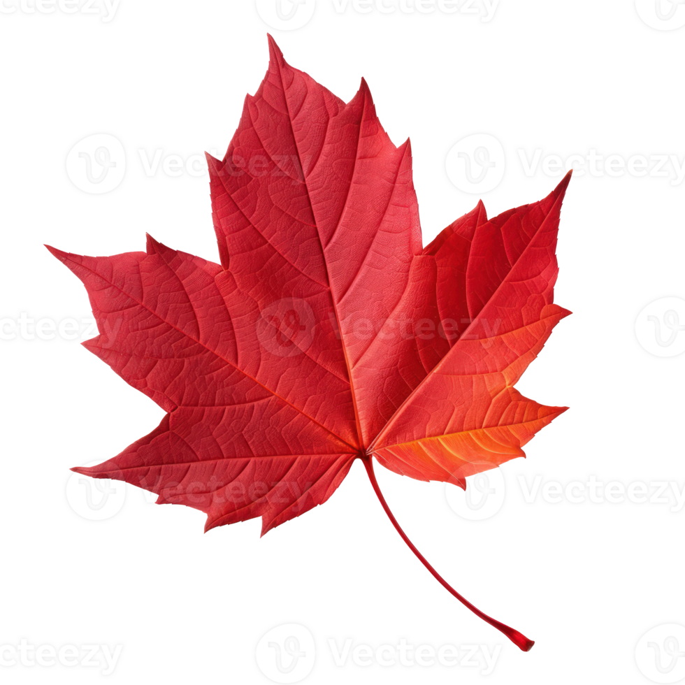 Autumn leaf isolated. Illustration png