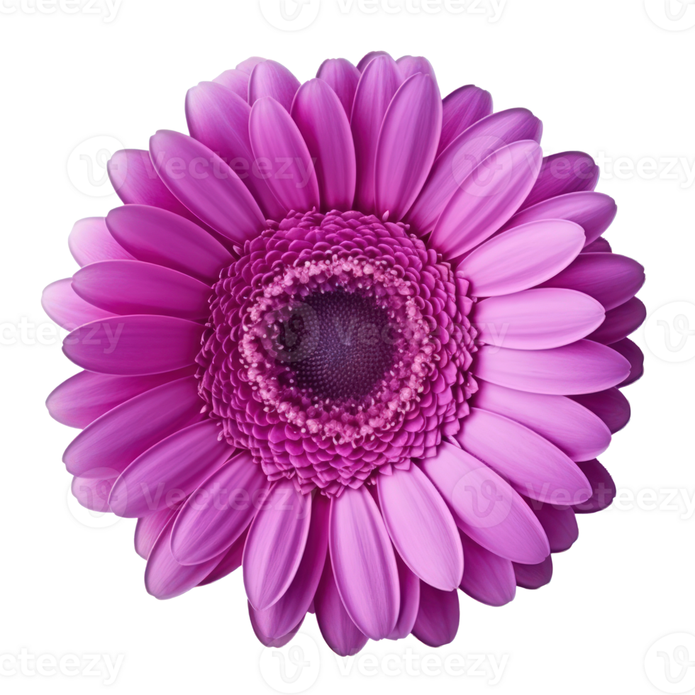 Gerbera flower isolated. Illustration AI Generative png