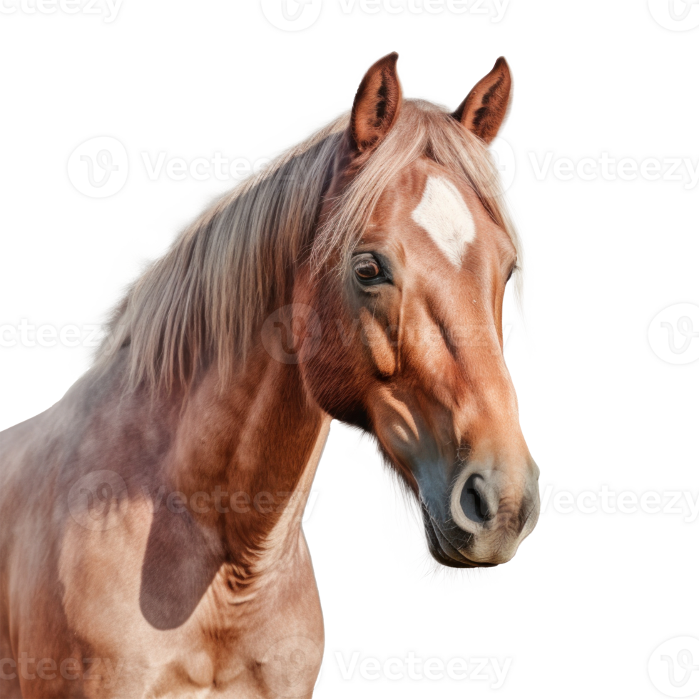 Horse portrait isolated. Illustration AI Generative png