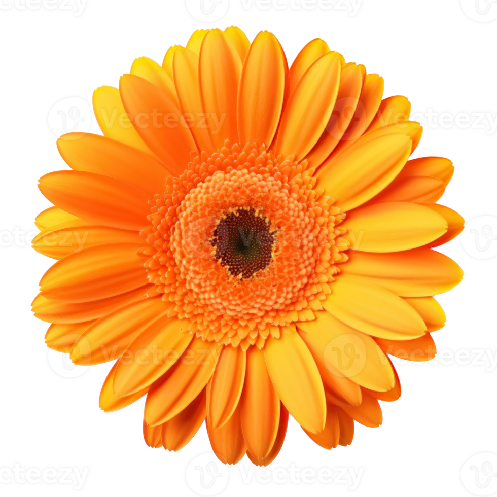 Gerbera flower isolated. Illustration png