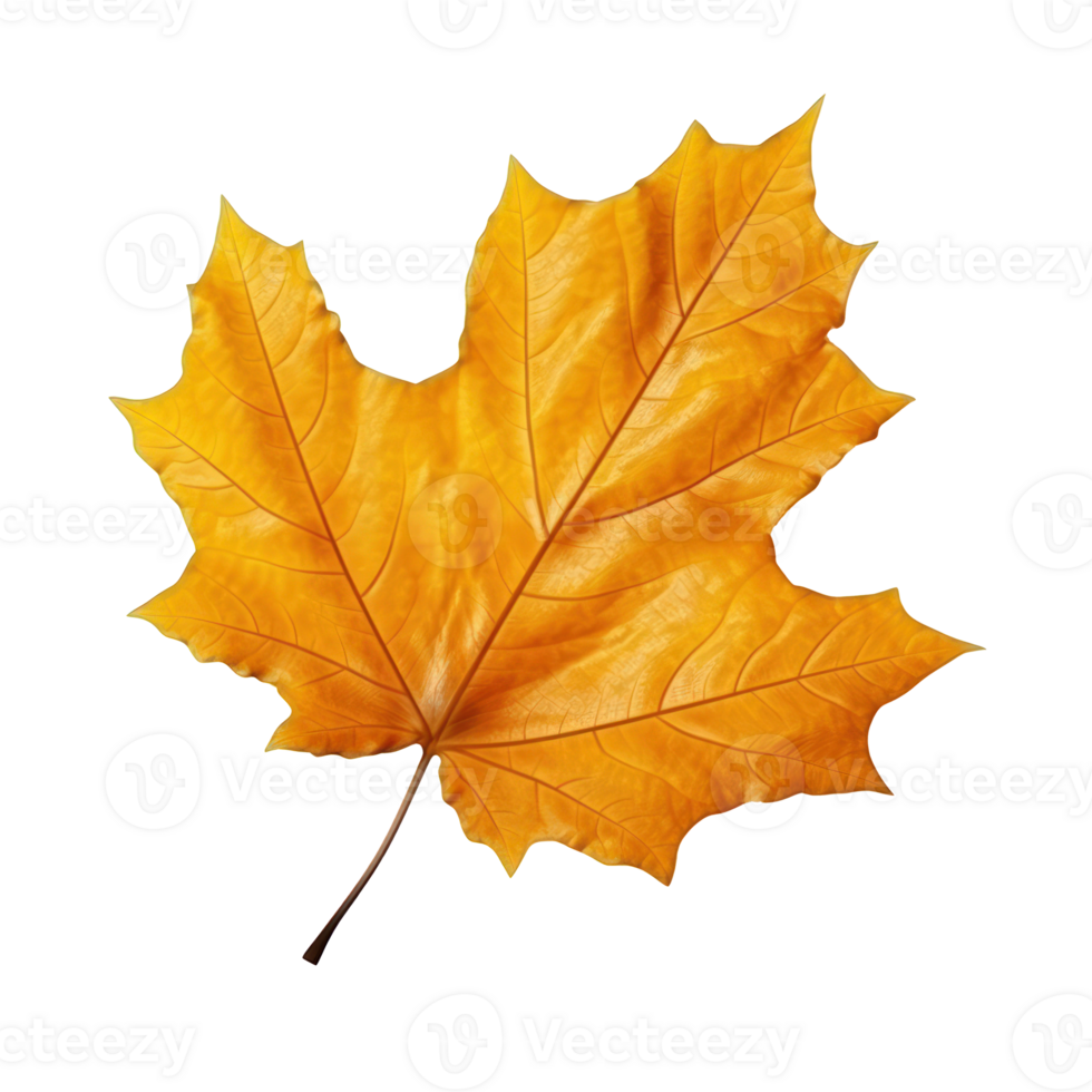 Autumn leaf isolated. Illustration png