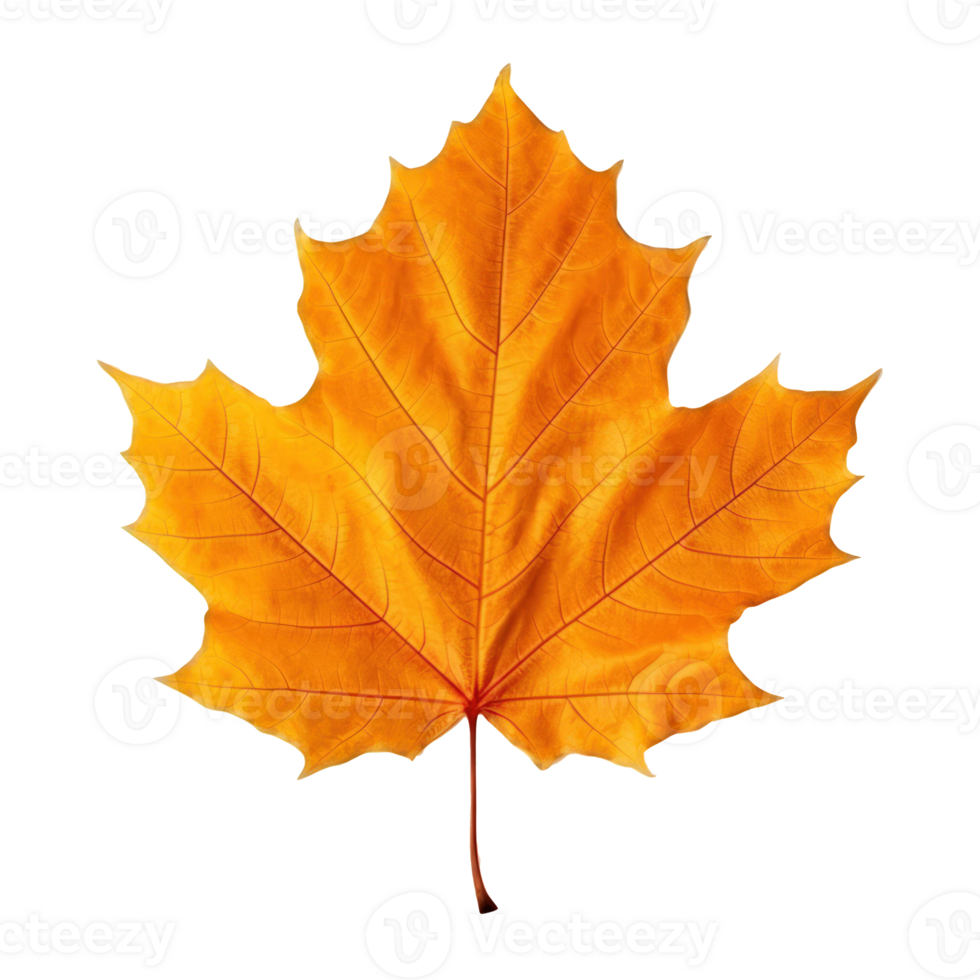 Autumn leaf isolated. Illustration png