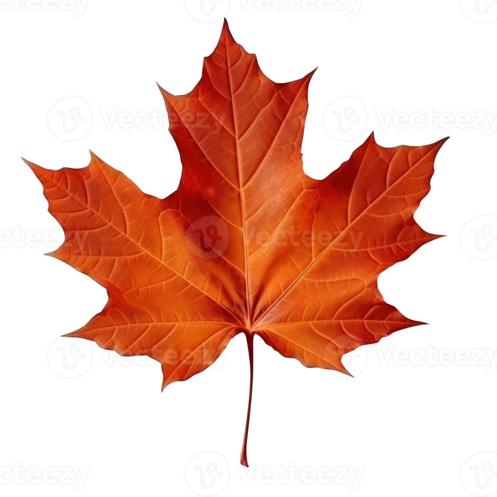 Autumn leaf isolated. Illustration png