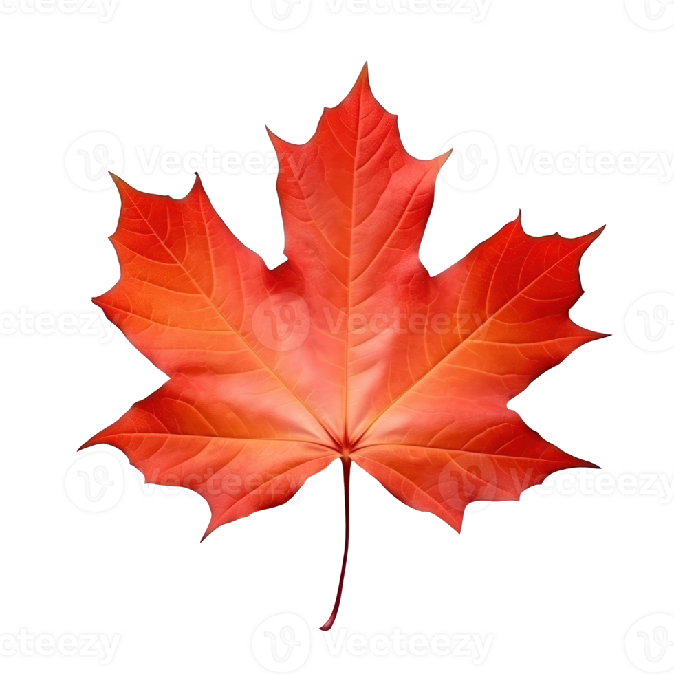 Autumn leaf isolated. Illustration png