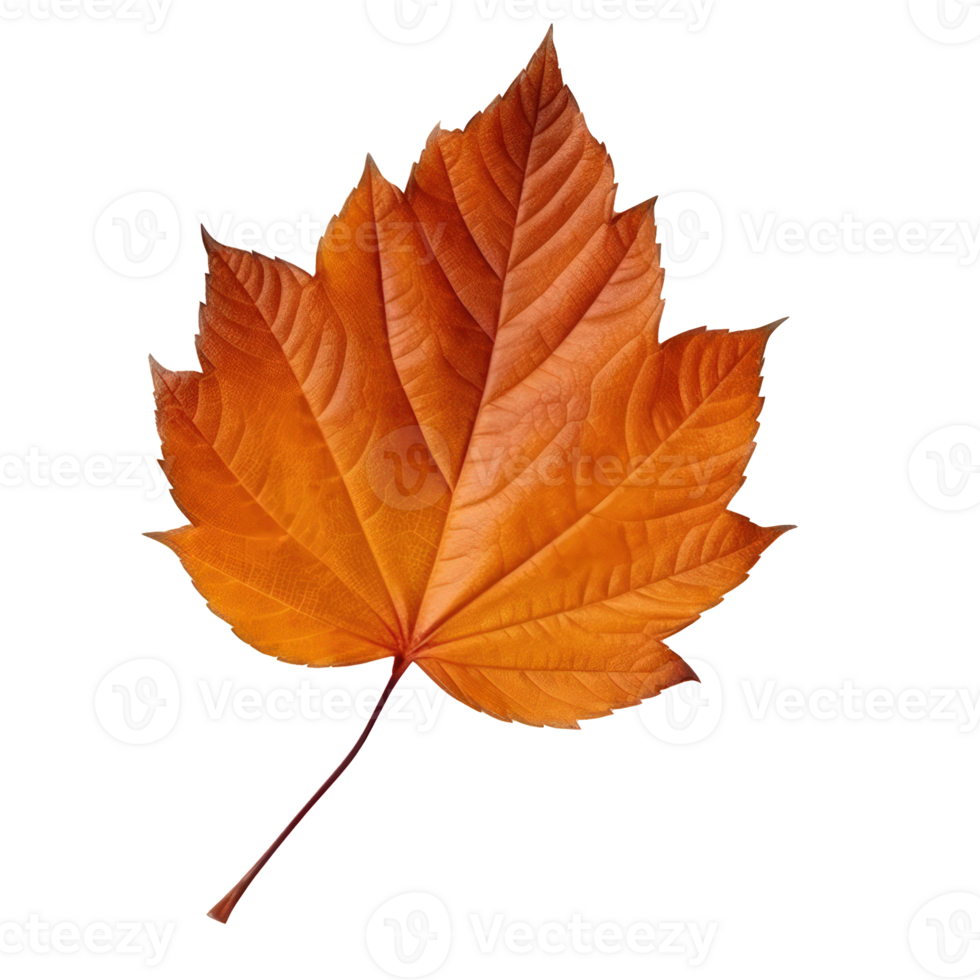 Autumn leaf isolated. Illustration png