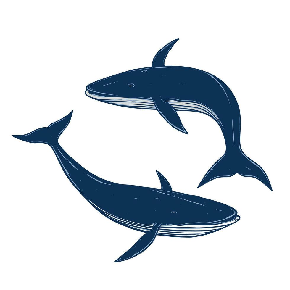 two whale with different pose vector drawing