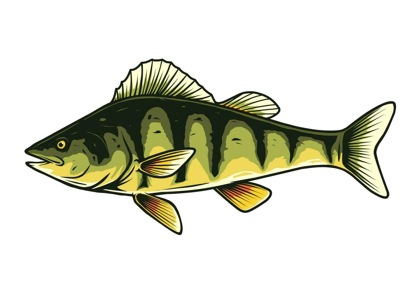 perch fish vector drawing