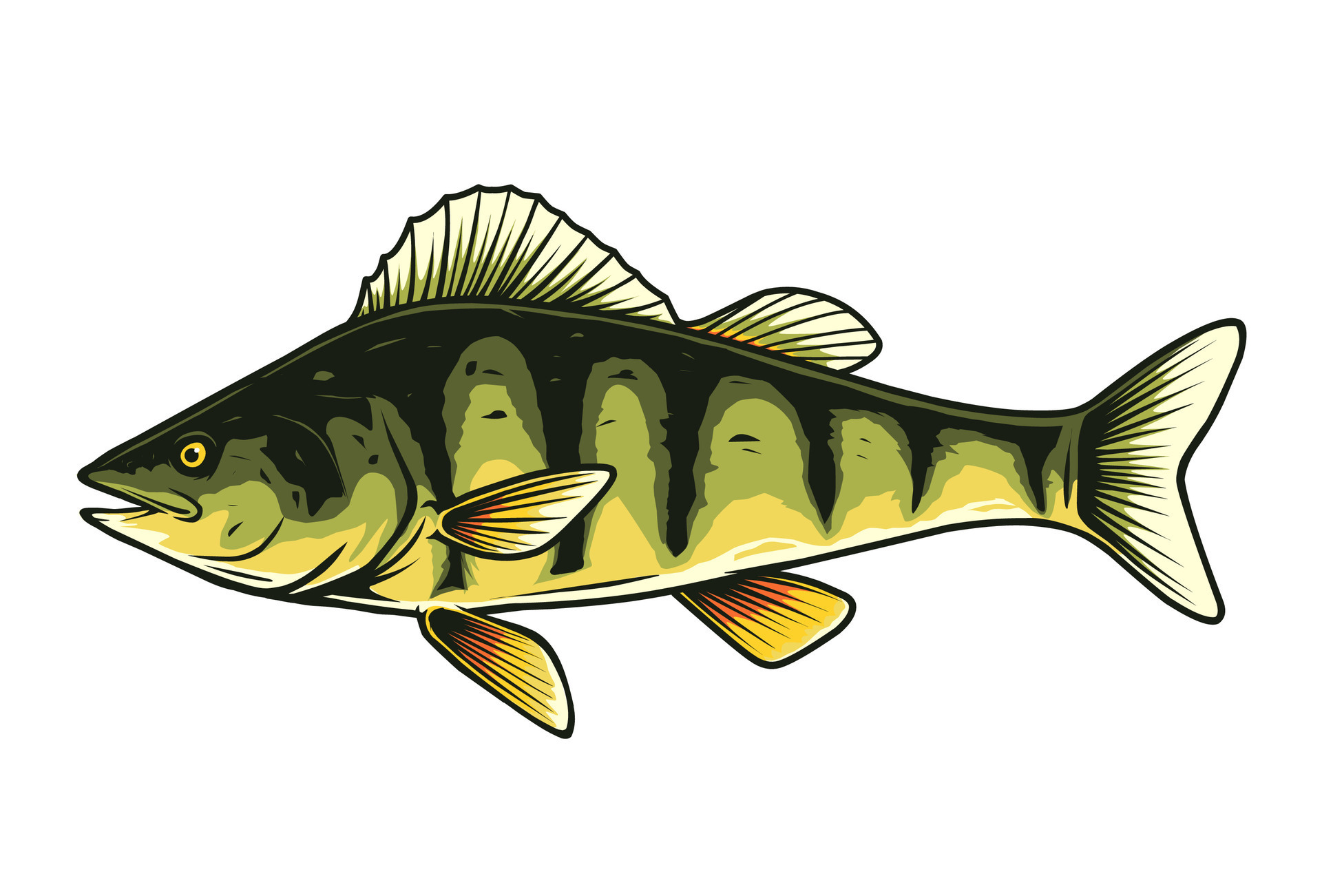 perch fish vector drawing 25366678 Vector Art at Vecteezy