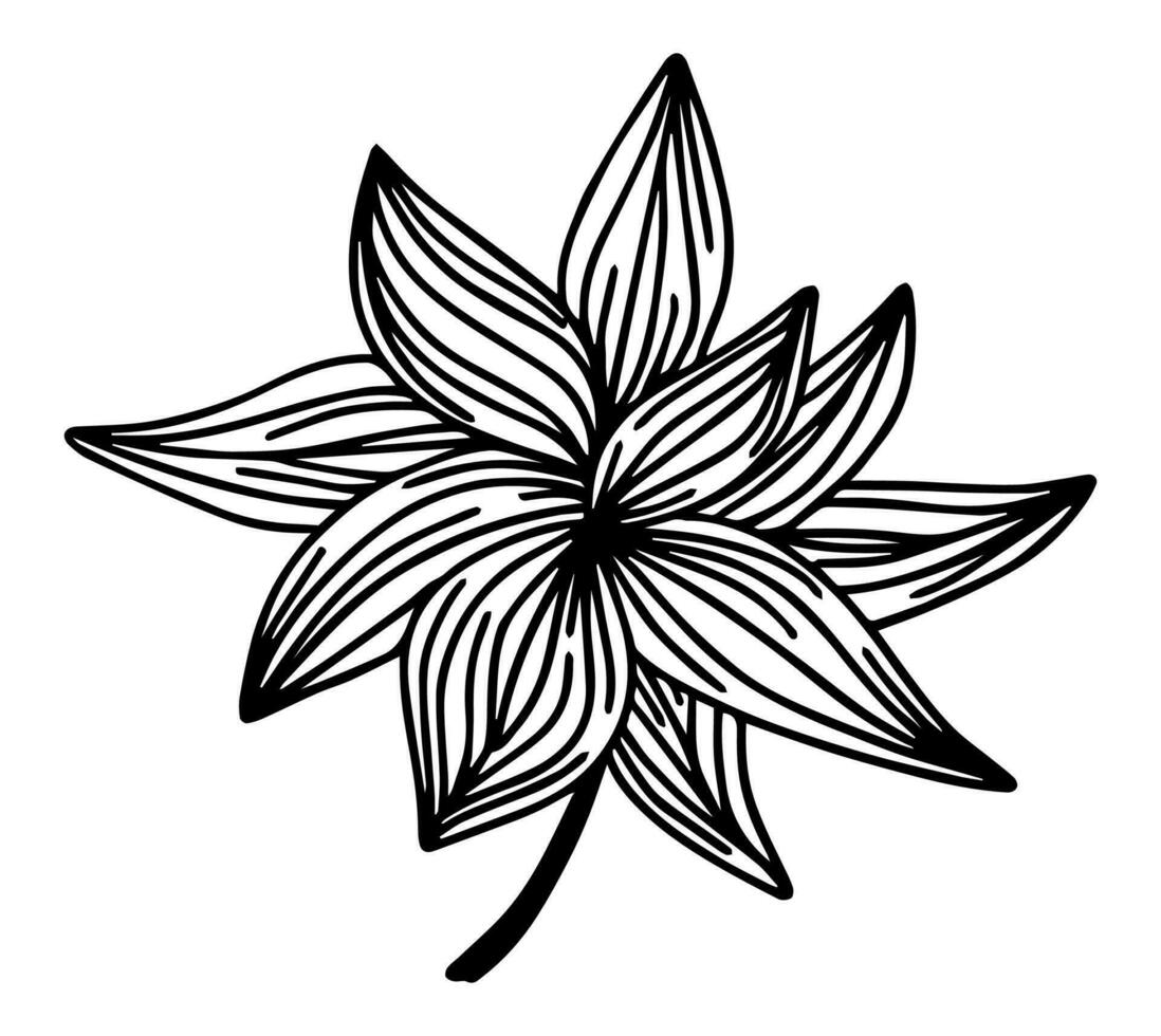 Tropical Leaves in doodle style. Vector hand drawn black line design element.