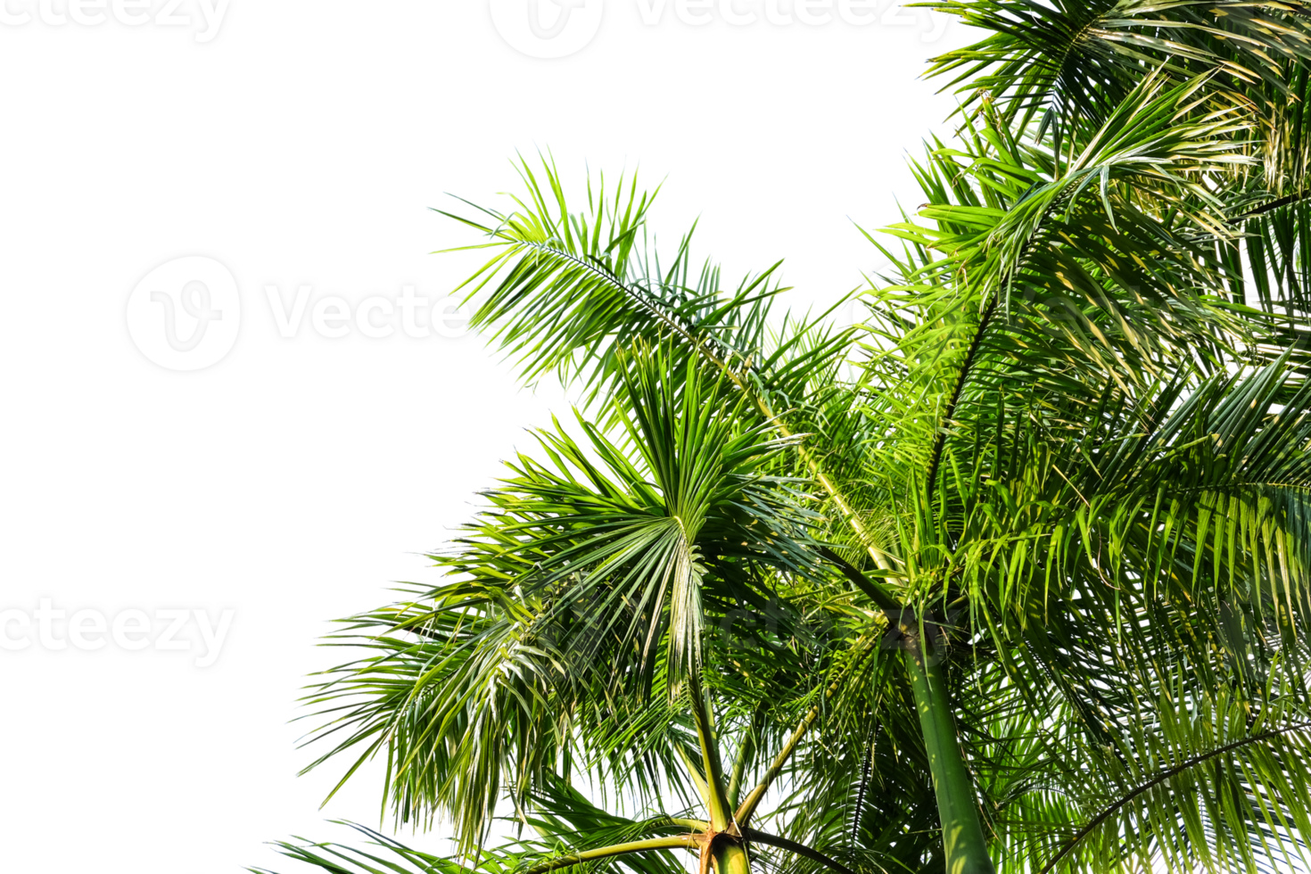 palm tree isolated png