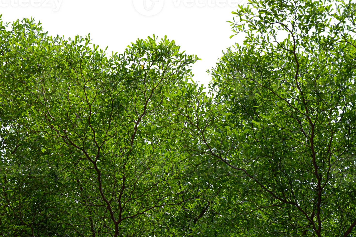 arbre branche avec vert feuilles isolé png