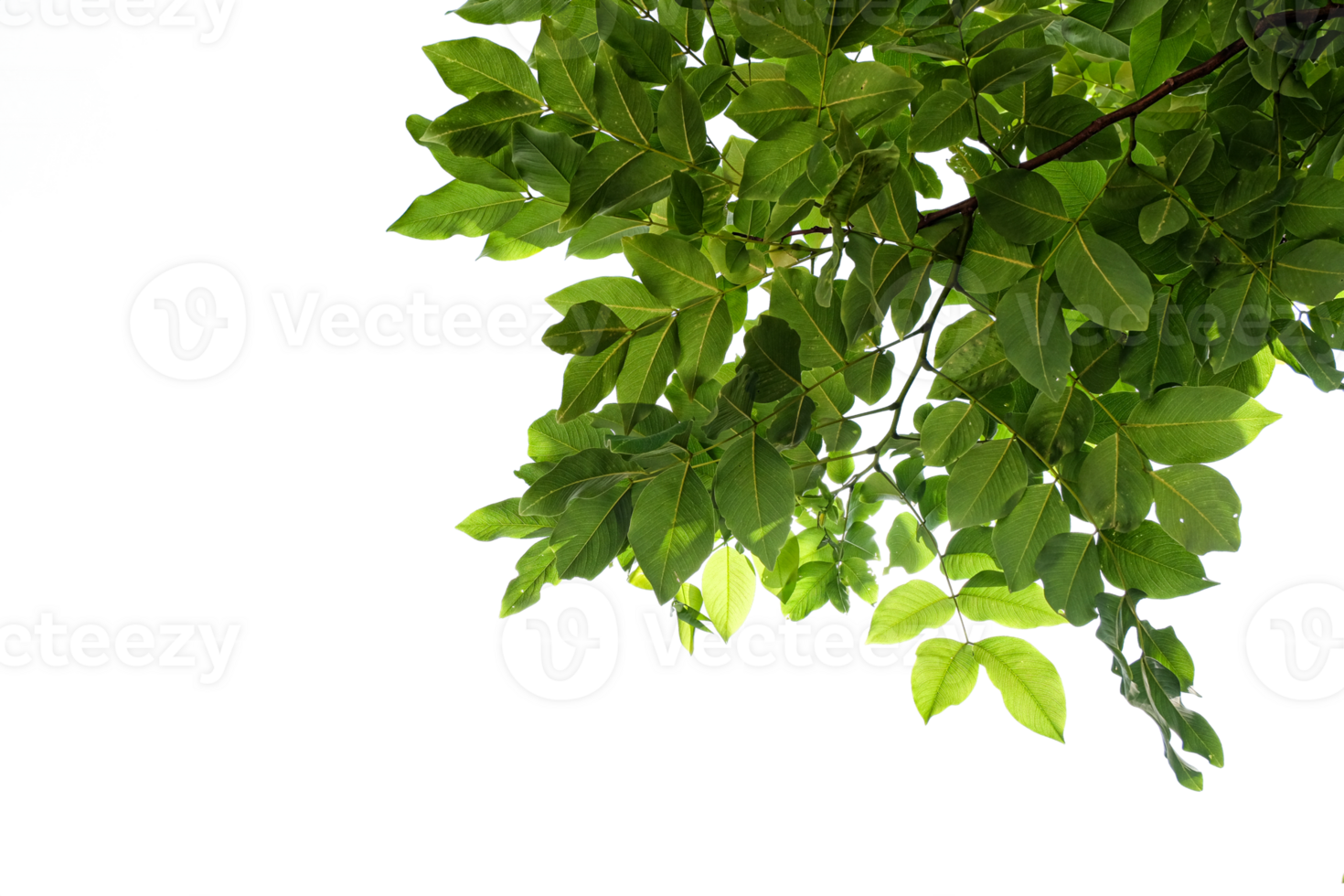 leaves isolated cut background png