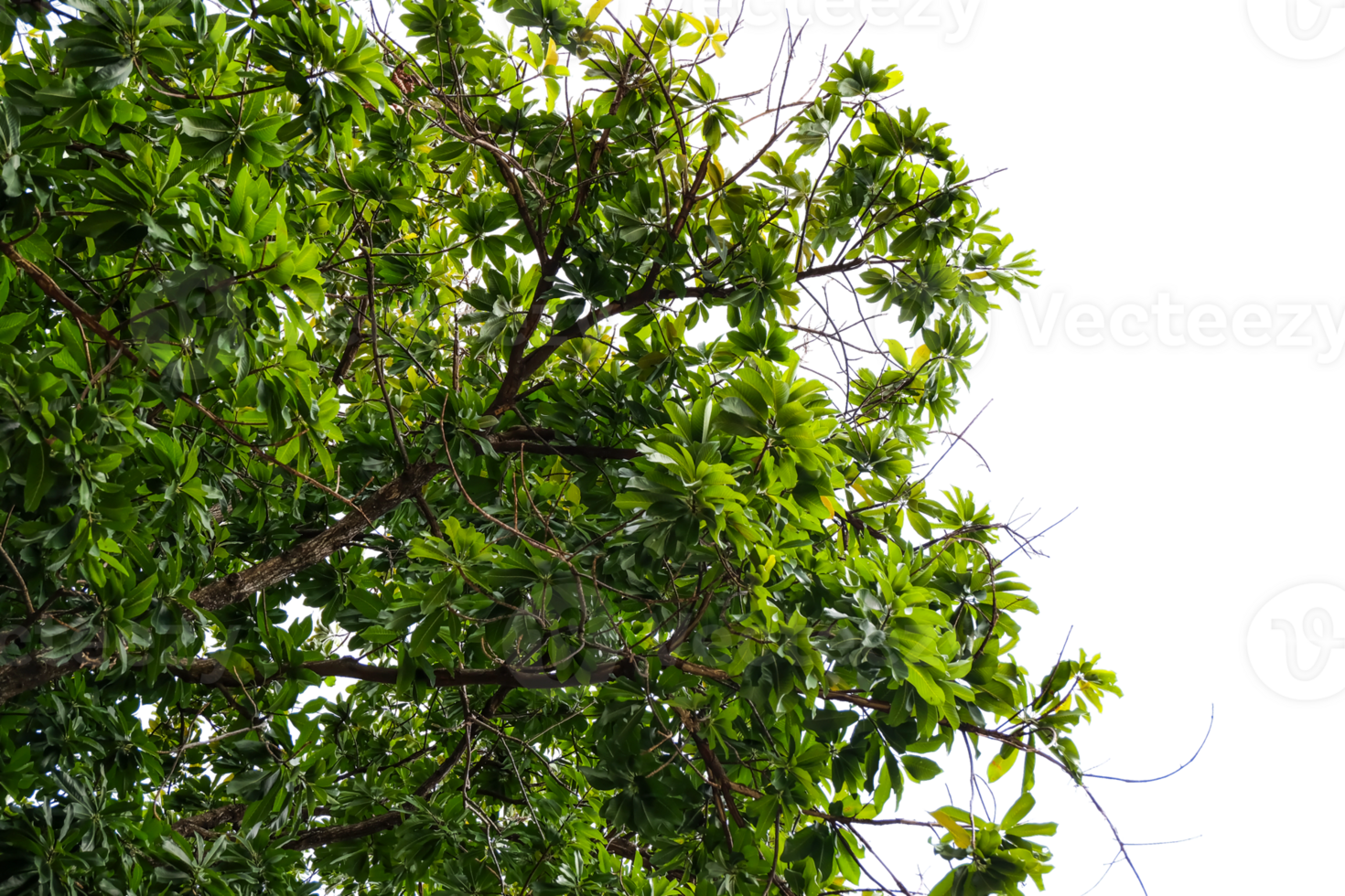 green leaves isolated cut out background png