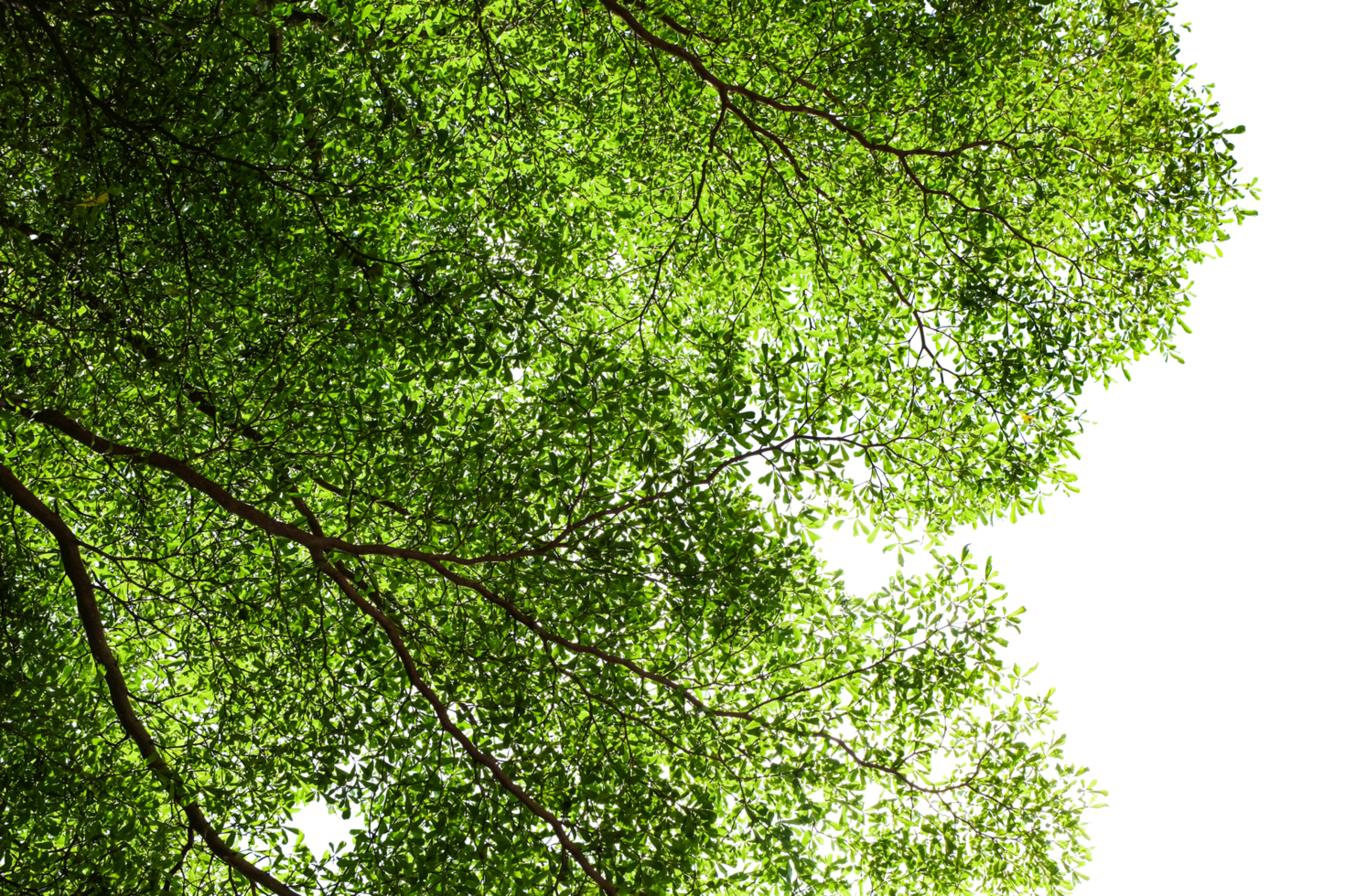 árvore ramo com verde folhas isolado png