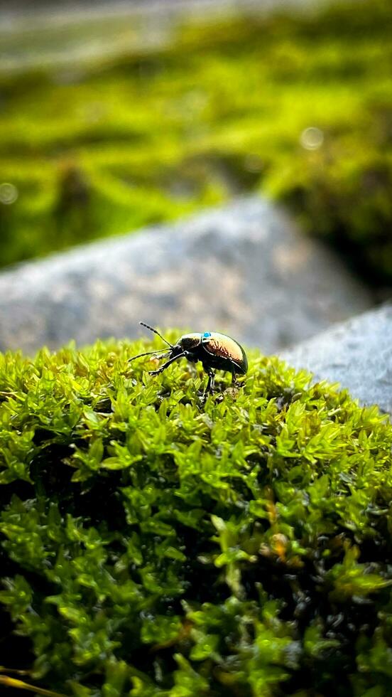 A green beetle is on a moss covered rock photo