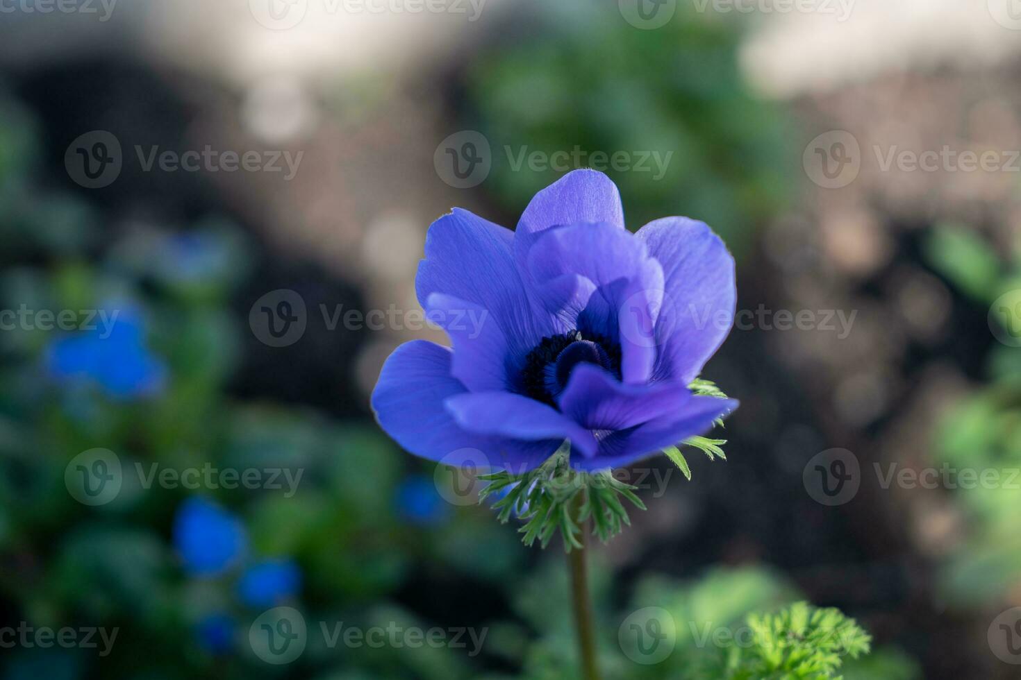 Purple flower with green leaf in garden. photo