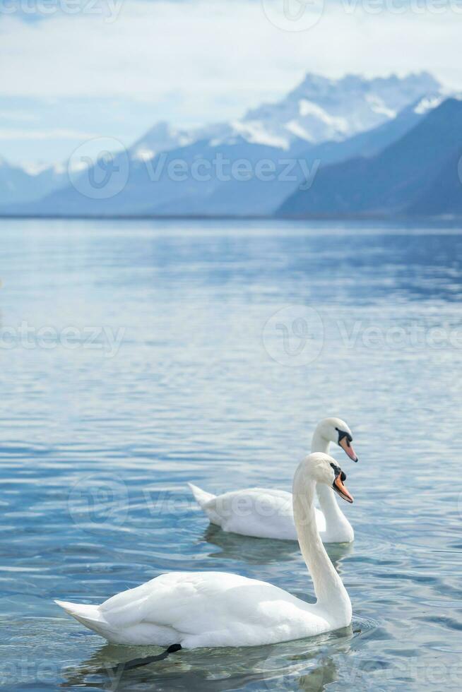 white swans at Lake Geneva in Vevey, Switzerland. photo