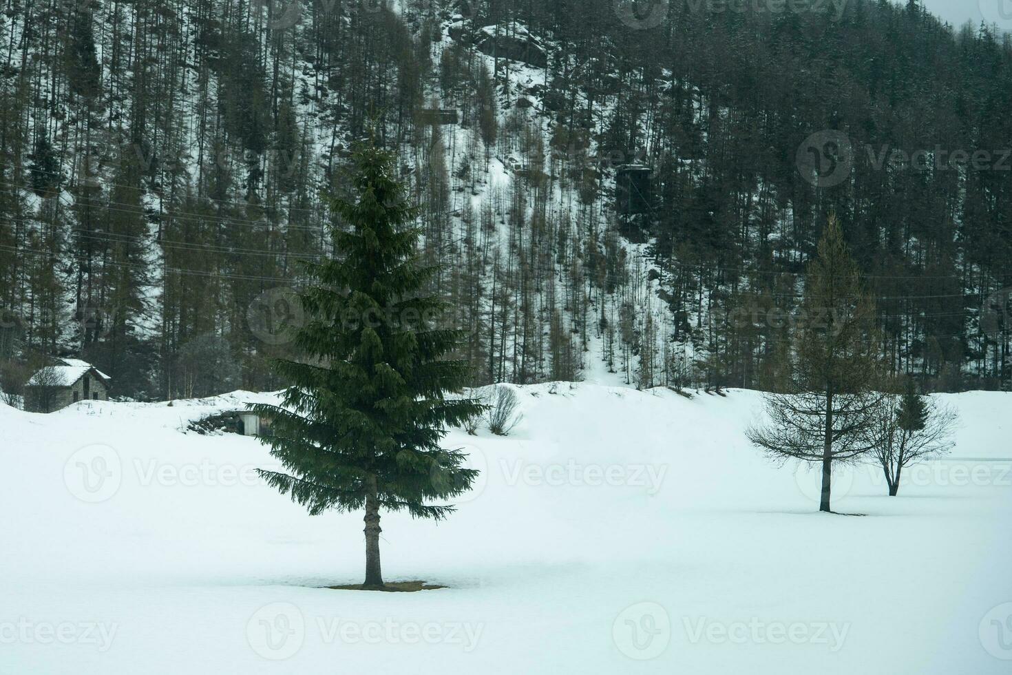 Pine tree with snow in frosty in winter day. photo