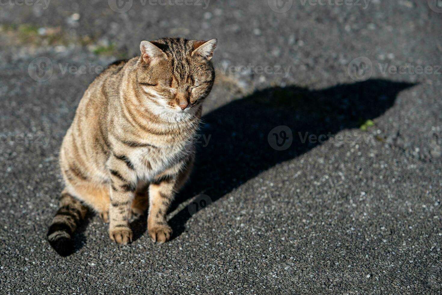 Relax Stripe brown cat sunbathing on the floor. photo