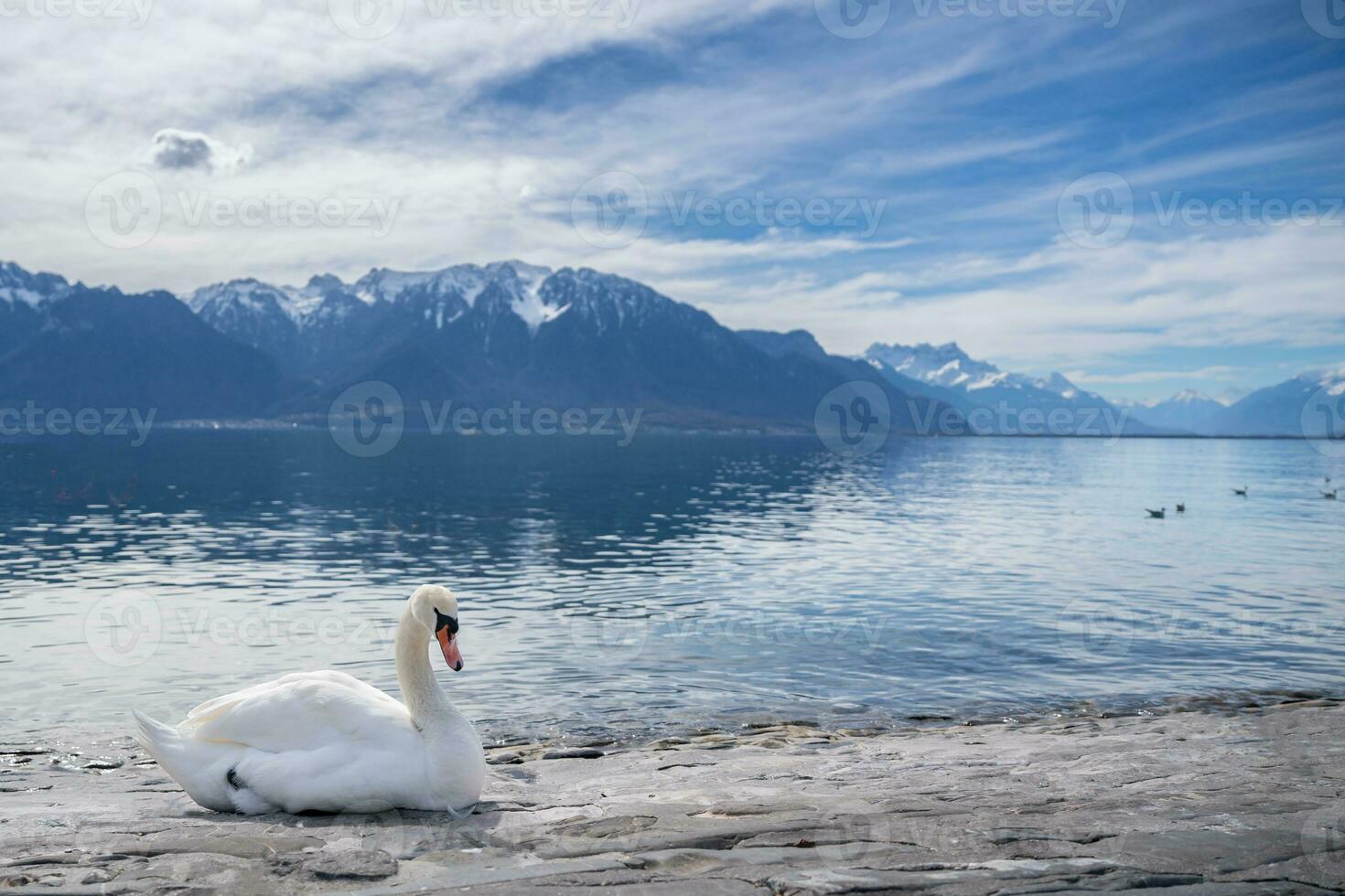 white swans at Lake Geneva in Vevey, Switzerland. photo