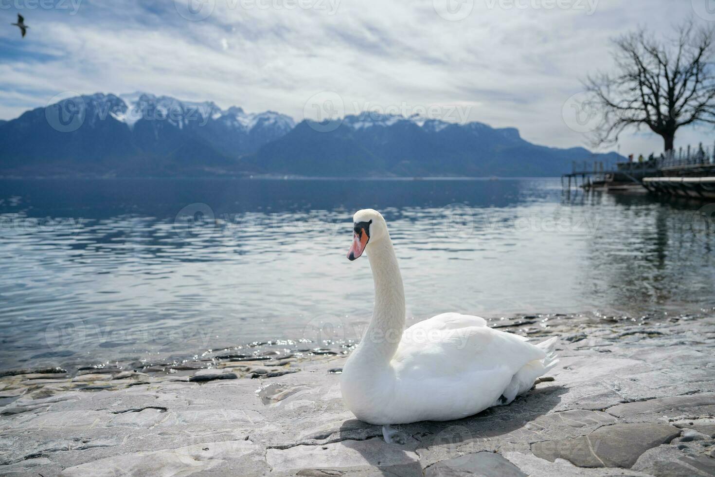 white swans at Lake Geneva in Vevey, Switzerland. photo