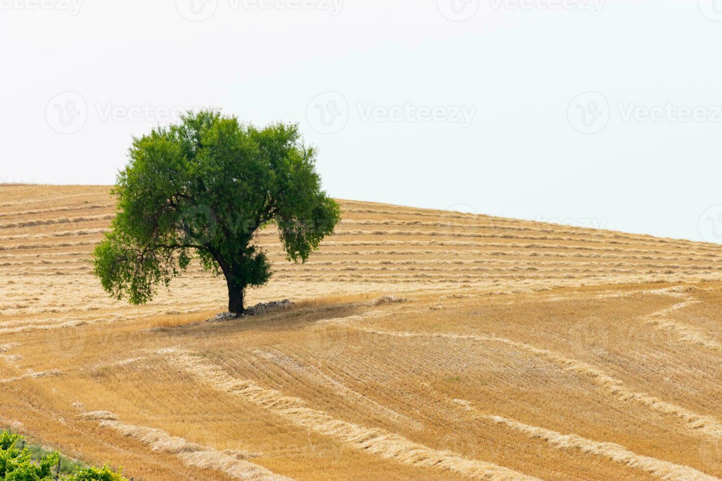 large tree in the middle of a field planted with photo