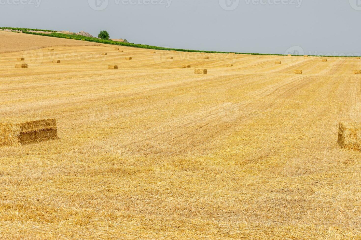 yellow field sown with straw alpacas photo