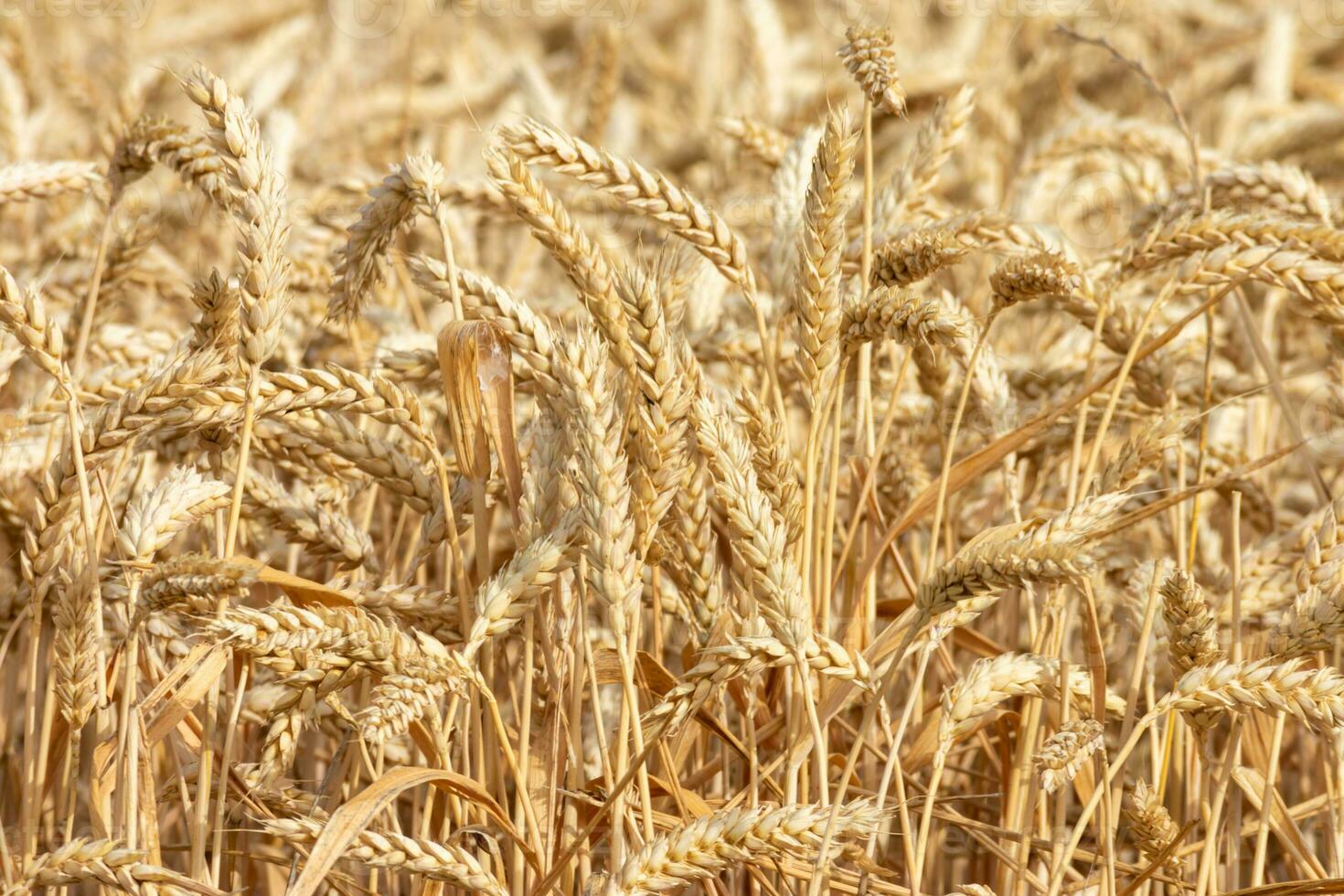 yellow ears of wheat in the field photo