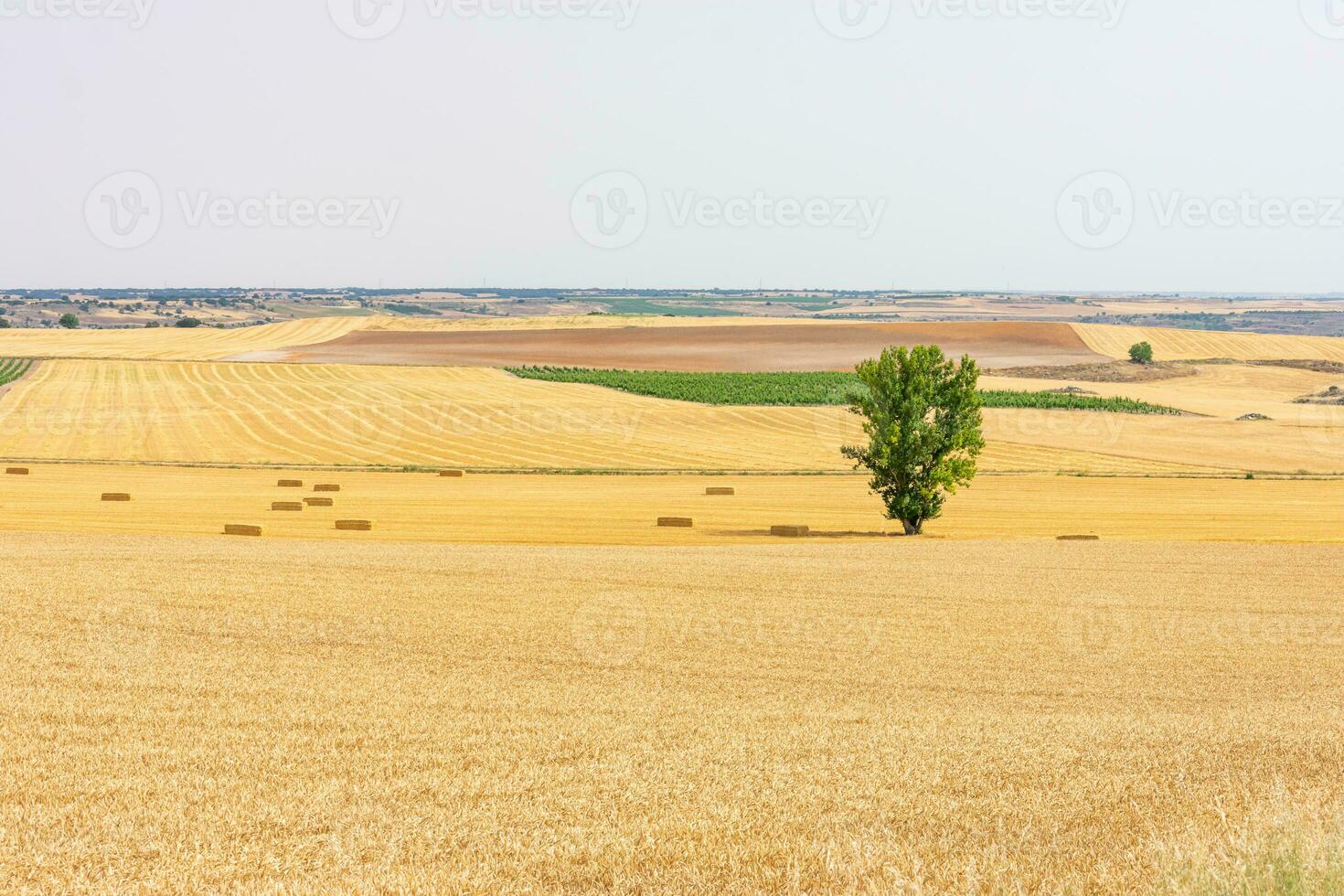 large tree in the middle of a field planted with photo