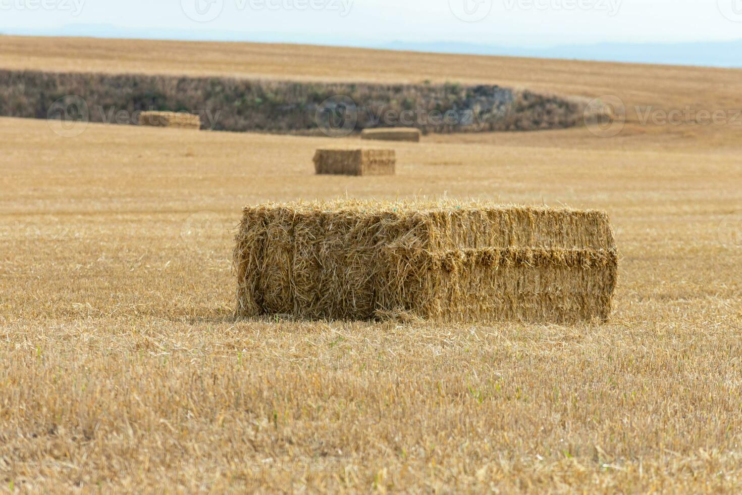 alpaca of straw in the middle of the sown field photo