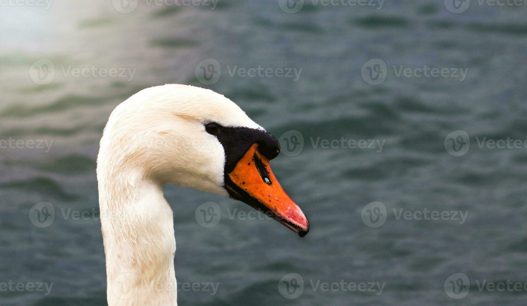 The head of a white swan on the background of a blue sea in the rays of the setting sun photo