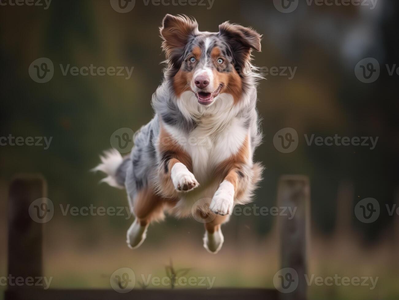 The Australian Shepherd's Agility in Action photo