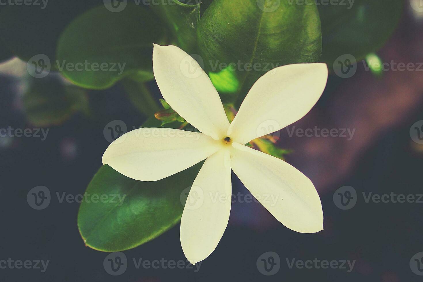 white exotic flower on the tree in natural habitat among green leaves photo