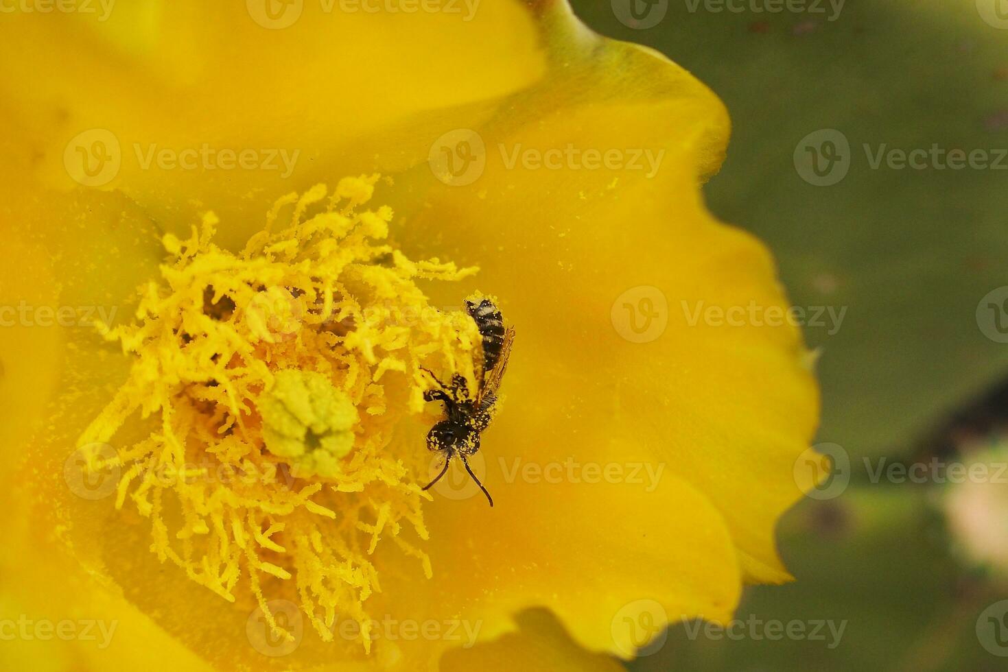 yellow flower in close-up with a small black insect inside photo